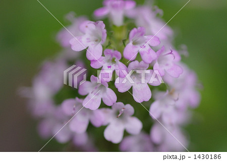 タイムの花 1430186