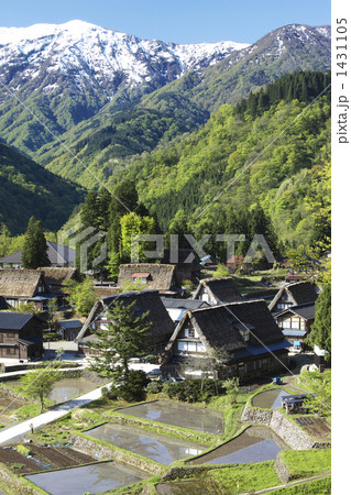 富山　五箇山　新緑の合掌造り集落 1431105