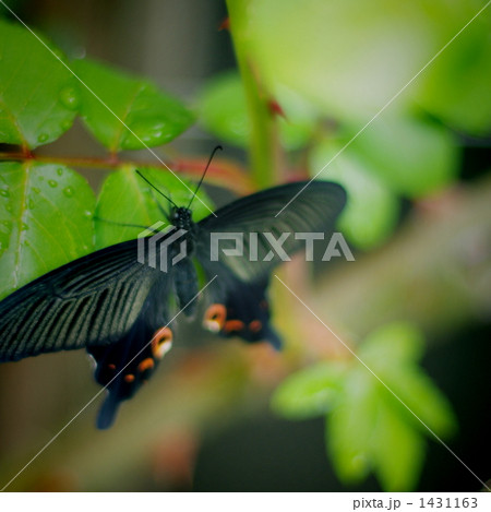 アゲハ蝶 アゲハ蝶 1431163