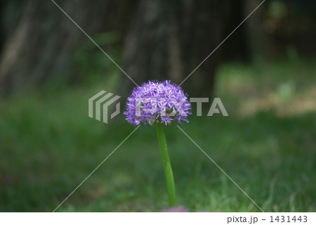 アリウム・グローブマスター 1431443