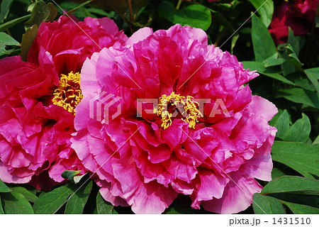 湧き上がる命 1431510