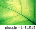 葉脈 1431515