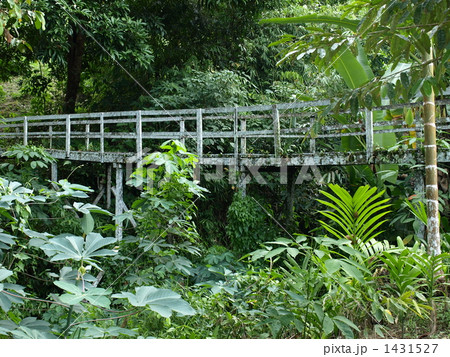 木製の橋　熱帯雨林　① 1431527