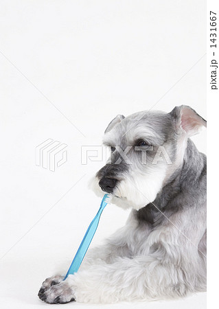 Schnauzer brush outlet