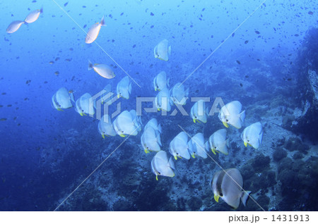 タオ島ツバメウオの群れ タオ島ツバメウオの群れ 1431913