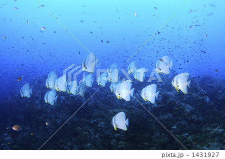 タオ島ツバメウオの群れ 1431927