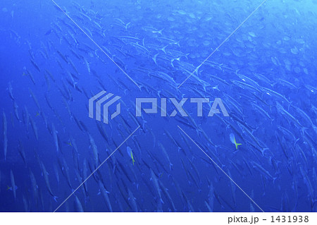 海イメージ 1431938