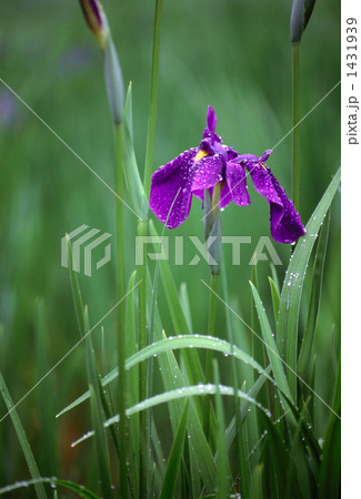 紫の菖蒲　雨に濡れ 1431939