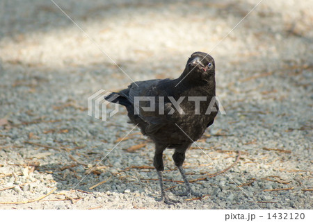 あんた誰? あんた誰? 1432120