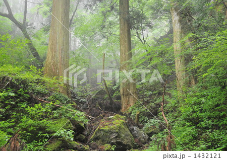 梶ヶ森　朝霧の森の風景　高知県長岡郡大豊町 1432121