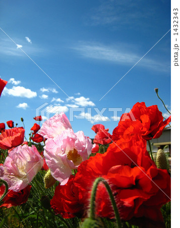 赤とピンク*ポピー畑 1432343