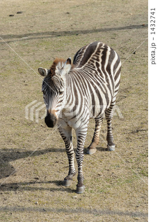 グラントシマウマ　天王寺動物園 1432741