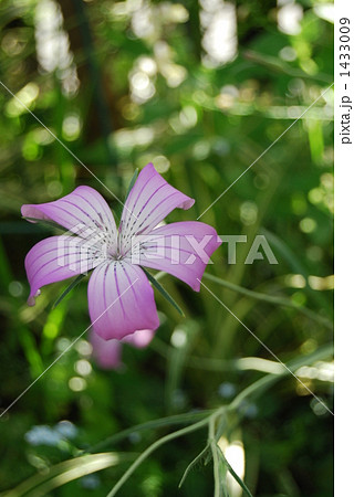 アグロステンマの花 1433009