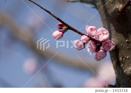 青空に紅梅 1433316