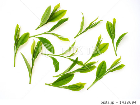 新茶の葉 1433694