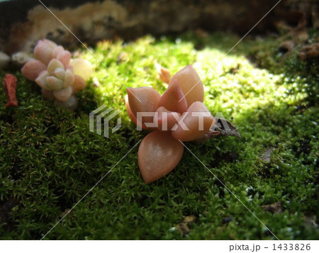 ブロンズ姫の子供 1433826