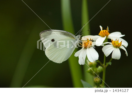 吸蜜するモンシロチョウ 吸蜜するモンシロチョウ 1434127