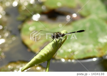 ハラボソトンボ 1434130