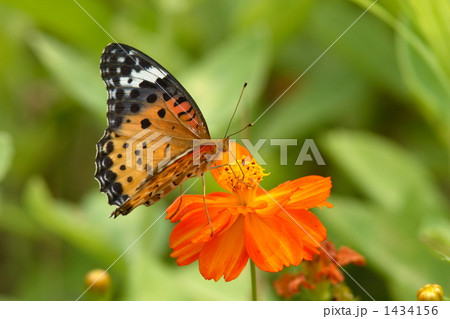 吸蜜するツマグロヒョウモンのメス 1434156