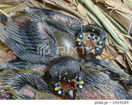 コキンチョウ雛雛 コキンチョウ雛雛 1434284