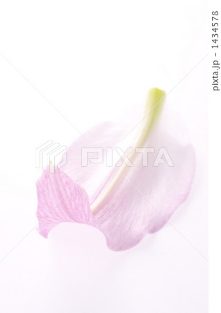 花シベリア 1434578