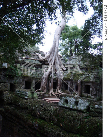 タ・プローム遺跡を飲みこむ樹木 1434752