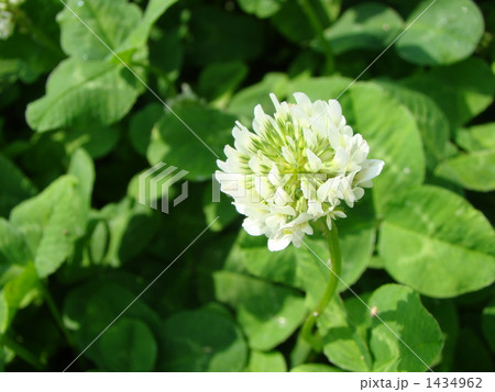 シロツメクサ 1434962