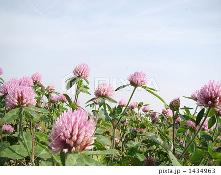 レッドクローバー レッドクローバー 1434963
