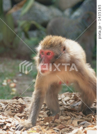 ニホンザル 1435165