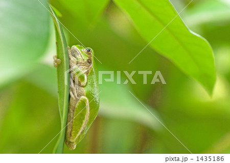 ニホンアマガエル ニホンアマガエル 1435186