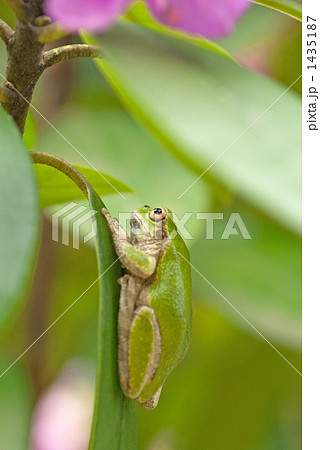アマガエル 1435187