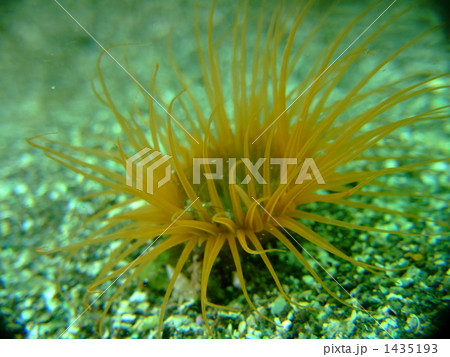 海中の花 1435193
