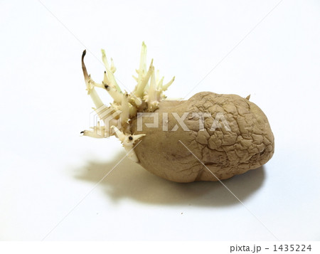 芽が生えたジャガイモ 1435224