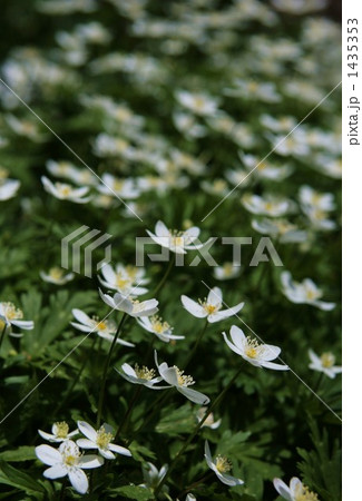 ニリンソウの群生 1435353