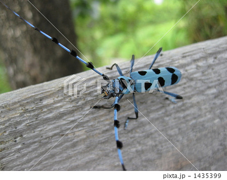 森の宝石瑠璃星かみきり 森の宝石瑠璃星かみきり 1435399