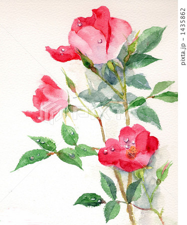 赤い薔薇 1435862