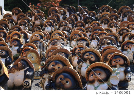 タヌキ タヌキ 1436001