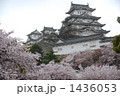桜と姫路城 1436053