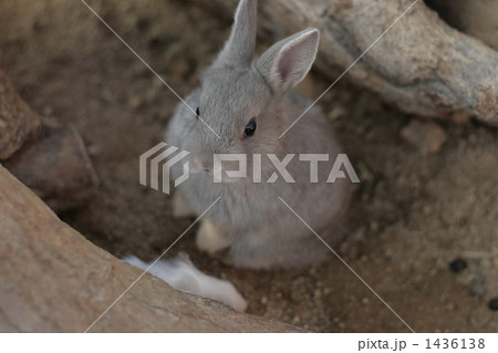 うさぎ うさぎ 1436138