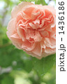薔薇、エブリン 1436186