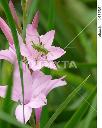 ワトソニアとヤブキリ ワトソニアとヤブキリ 1436364