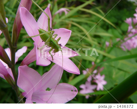 ワトソニアとヤブキリ 1436372