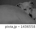 SLEEP’IN DOG 1436558