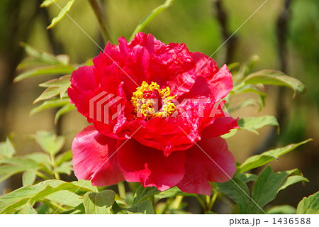 牡丹 牡丹 1436588