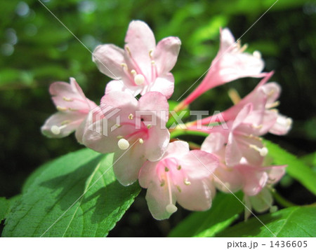 タニウツギ咲く谷間 1436605