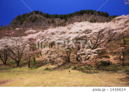 屏風岩の春 1436624