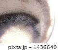 腐敗 1436640