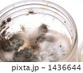 腐敗 1436644