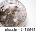 腐敗 1436645