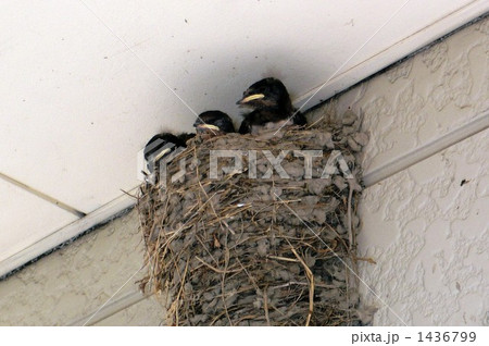 ツバメの子 1436799